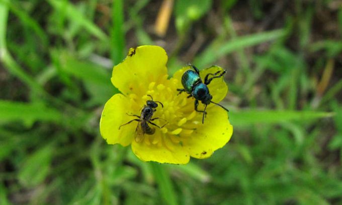 Ranunculus multifidus